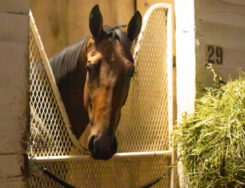 Claiming Crown: How Goats On a Tree was Named